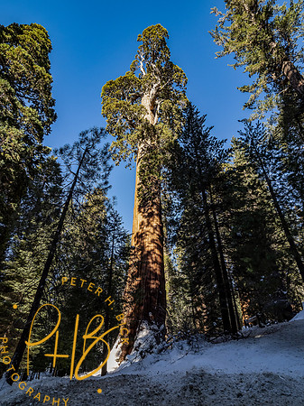 2021 Redwood NP 0968-Edit