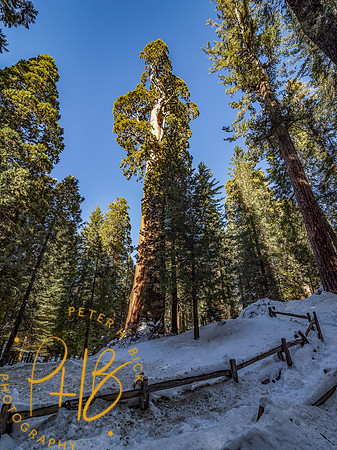 2021 Redwood NP 0971-Edit