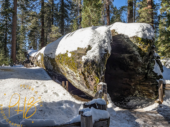 2021 Redwood NP 0985-Edit