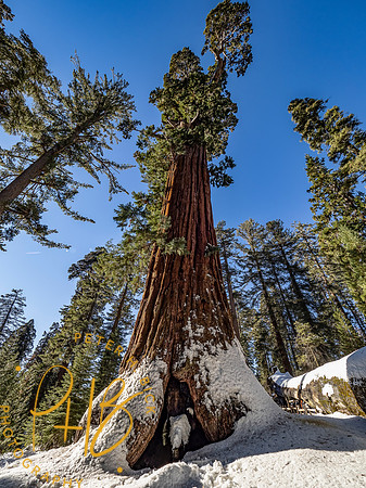 2021 Redwood NP 0988-Edit