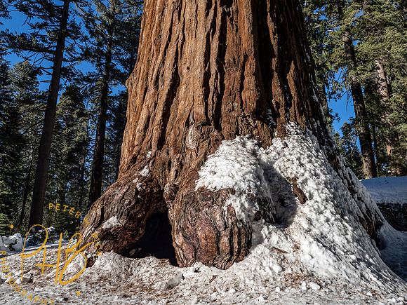 2021 Redwood NP 0990-Edit