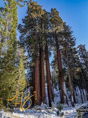 2021 Redwood NP 0994-Edit