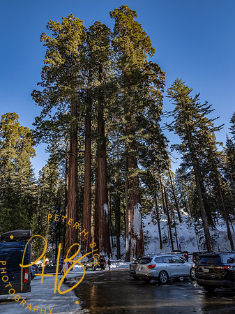 2021 Redwood NP 0998-Edit