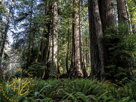 2021 Redwood NP 0346-Edit