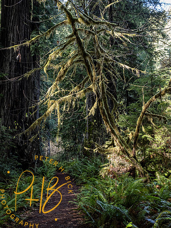 2021 Redwood NP 0348-Edit