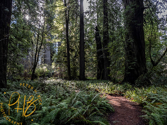 2021 Redwood NP 0357-Edit