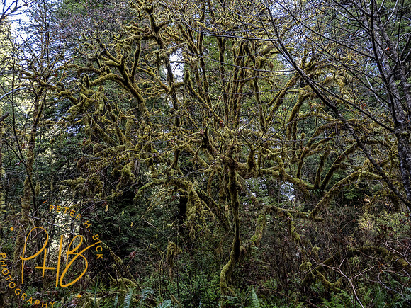 2021 Redwood NP 0359-Edit