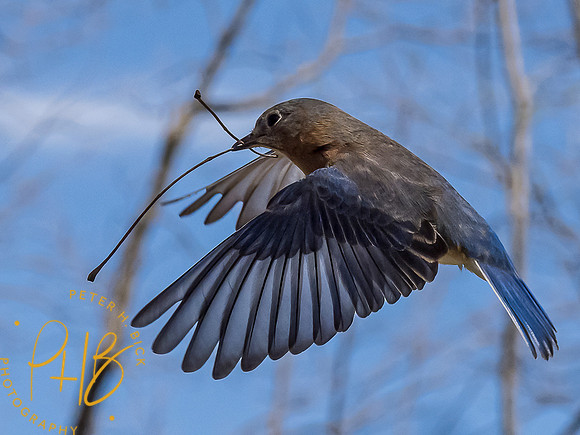 -Indiana Birds and Wildlife 2021 5397-Edit