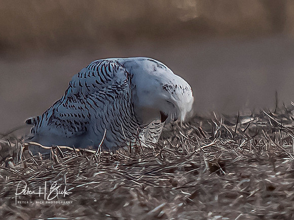 Indiana Birds and Wildlife 2021 10171-denoise