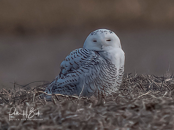 Indiana Birds and Wildlife 2021 10190-denoise