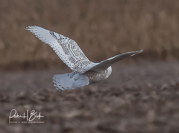 Indiana Birds and Wildlife 2021 10197-denoise