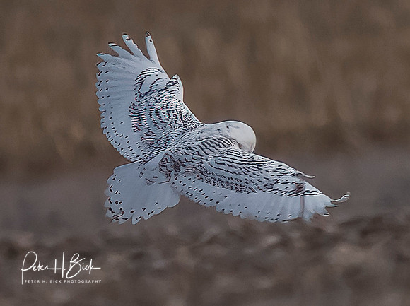 Indiana Birds and Wildlife 2021 10205-denoise