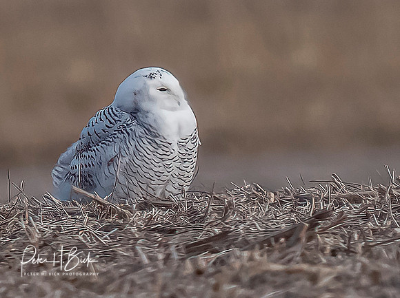 Indiana Birds and Wildlife 2021 10222-denoise