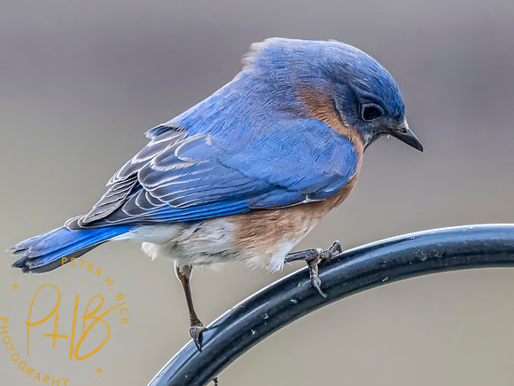 Indiana Birds and Wildlife 2024 1000-Edit