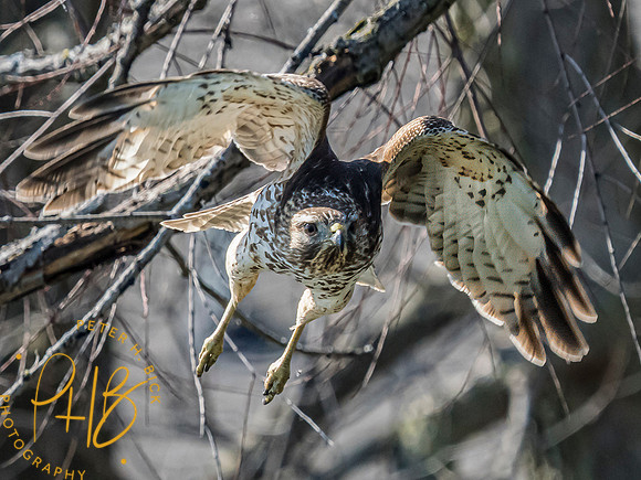 Indiana Birds and Wildlife 2024 2004-Edit