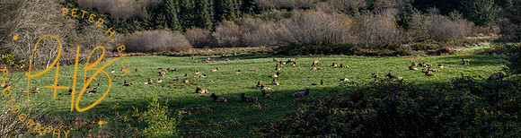 2021 Redwood NP 0299-Pano