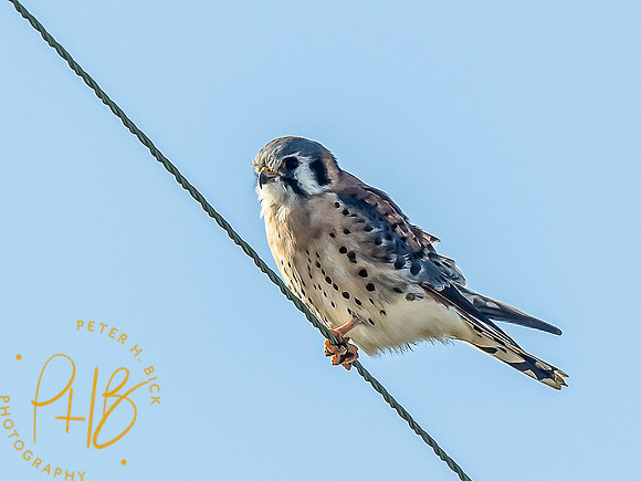 Indiana Birds and Wildlife 2021 9940-Edit