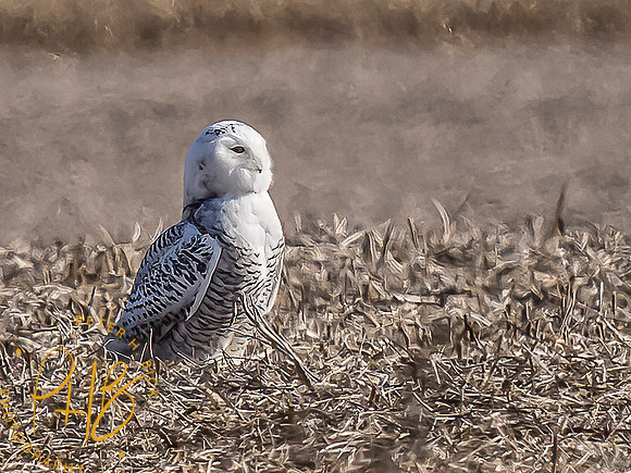 Indiana Birds and Wildlife 2021 9988-Edit-Edit-2