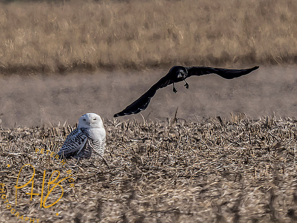 Indiana Birds and Wildlife 2021 9999-Edit-Edit