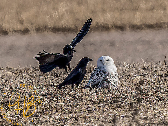 Indiana Birds and Wildlife 2021 10039-Edit-Edit-2