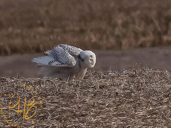 Indiana Birds and Wildlife 2021 10129-denoise