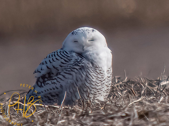 Indiana Birds and Wildlife 2021 10156-denoise
