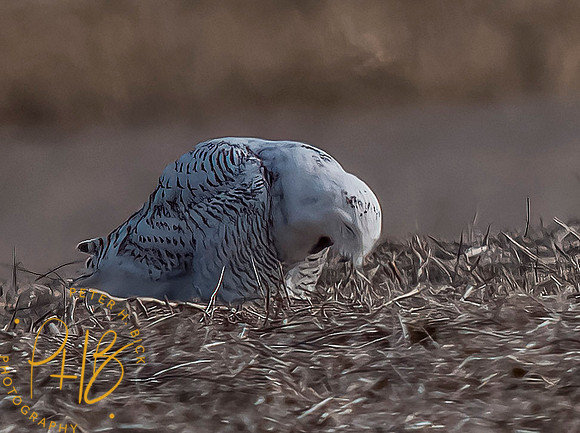 Indiana Birds and Wildlife 2021 10173-denoise