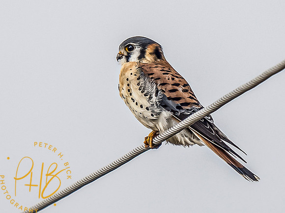Indiana Birds and Wildlife 10255-Edit-Edit