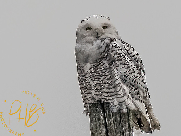 Indiana Birds and Wildlife 10313-Edit-Edit