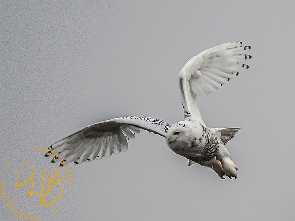 Indiana Birds and Wildlife 10439-Edit-Edit