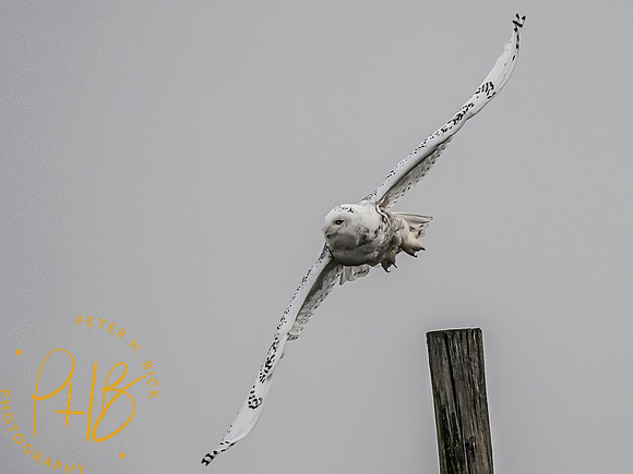 Indiana Birds and Wildlife 10438-Edit-Edit