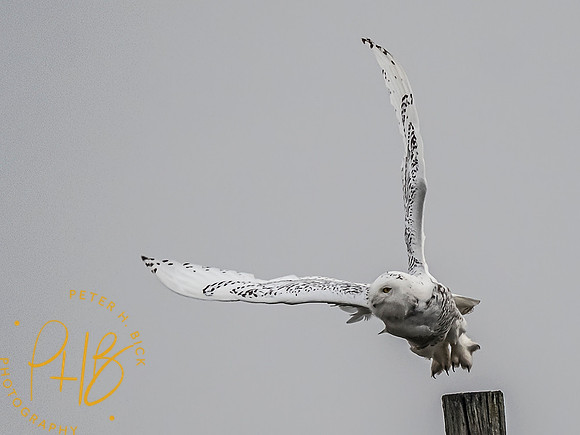 Indiana Birds and Wildlife 10437-Edit-Edit