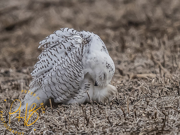 Indiana Birds and Wildlife 10472-Edit-Edit