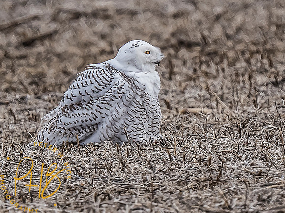 Indiana Birds and Wildlife 10521-Edit-Edit