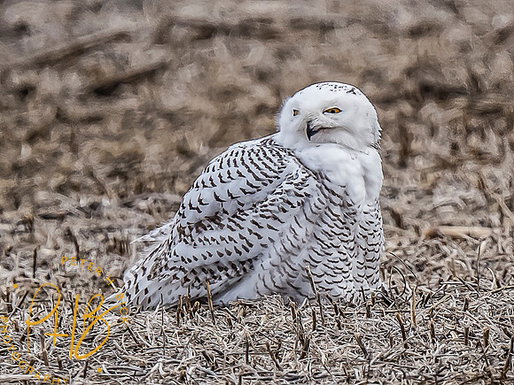 Indiana Birds and Wildlife 10524-Edit-Edit