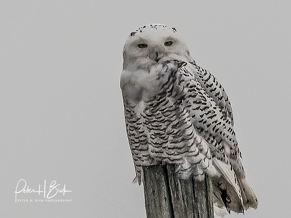 Indiana Birds and Wildlife 10313-Edit-Edit
