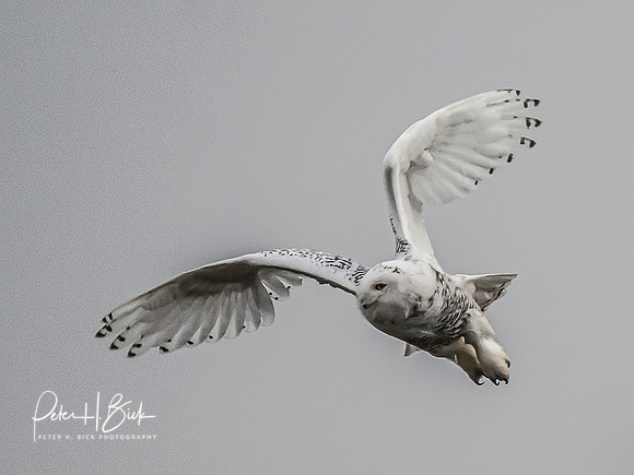 Indiana Birds and Wildlife 10439-Edit-Edit