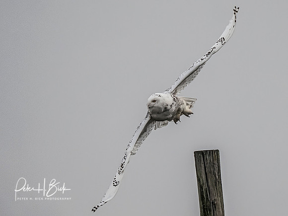 Indiana Birds and Wildlife 10438-Edit-Edit