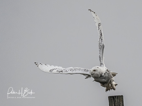 Indiana Birds and Wildlife 10437-Edit-Edit