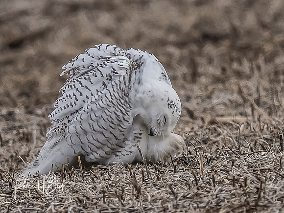 Indiana Birds and Wildlife 10472-Edit-Edit