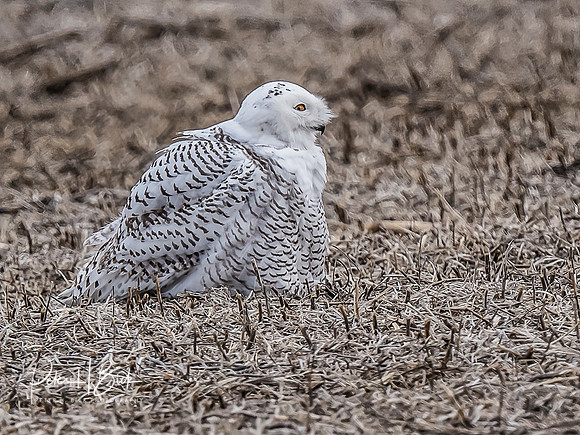 Indiana Birds and Wildlife 10521-Edit-Edit