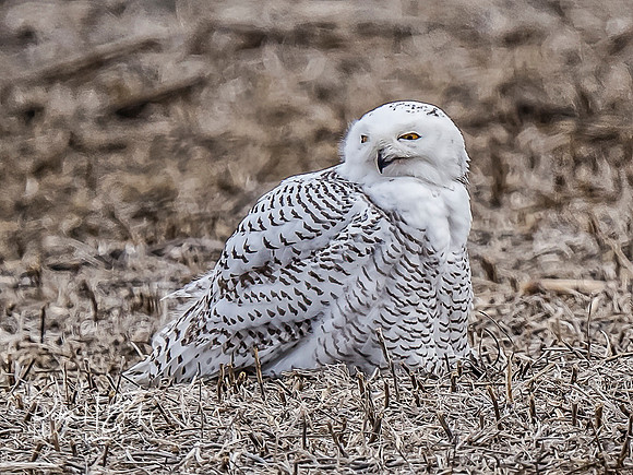 Indiana Birds and Wildlife 10524-Edit-Edit