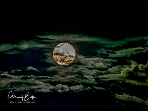 Indiana Birds 2020 14338-Edit-Edit _