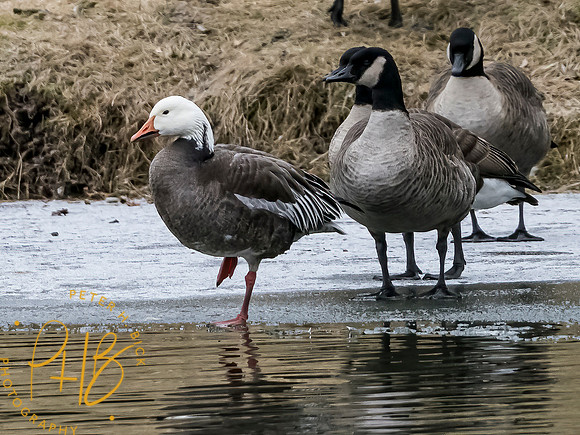 Indiana Birds and Wildlife 2021 0099-Edit-Edit _