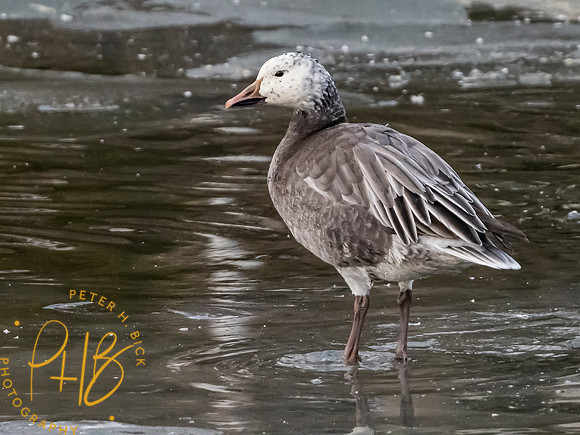 Indiana Birds and Wildlife 2021 0143-Edit _