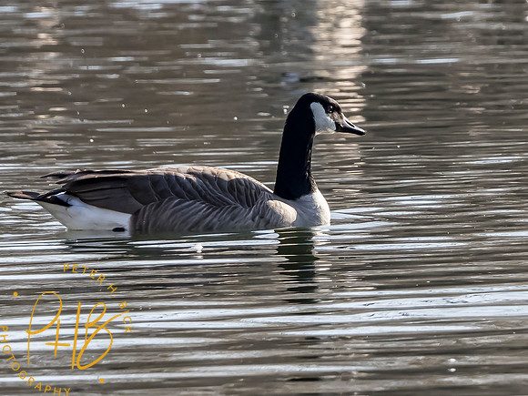 Indiana Birds and Wildlife 2021 0215-Edit _