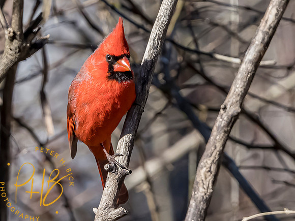 Indiana Birds and Wildlife 2021 0239-Edit _