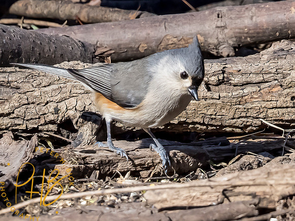 Indiana Birds and Wildlife 2021 0254-Edit _
