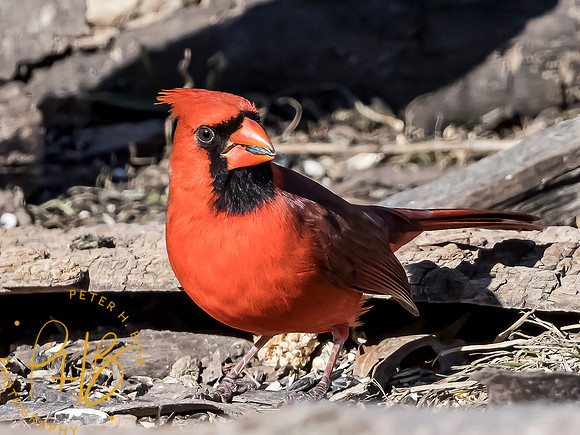Indiana Birds and Wildlife 2021 0260-Edit _