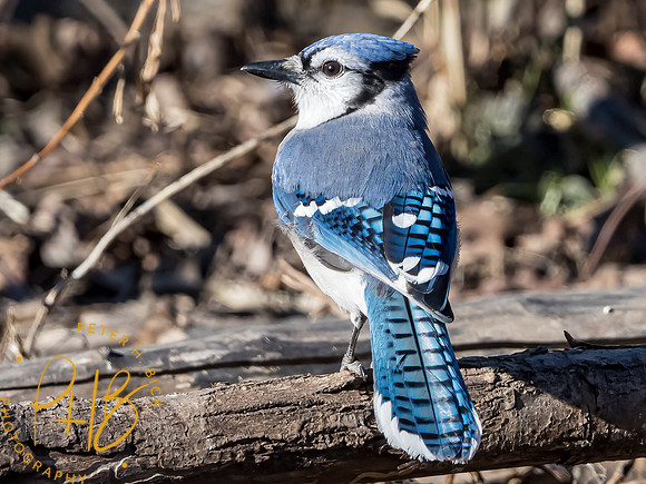 Indiana Birds and Wildlife 2021 0267-Edit _